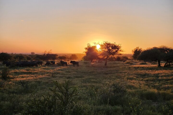 Safari Game Drive: Dinokeng Game Reserve