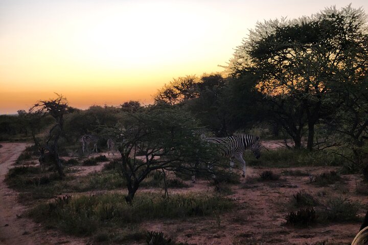 Safari Game Drive: Dinokeng Game Reserve