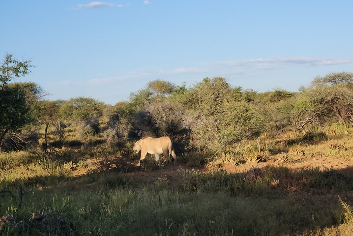 Safari Game Drive: Dinokeng Game Reserve