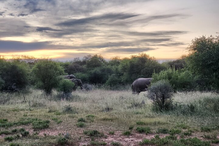 Safari Game Drive: Dinokeng Game Reserve