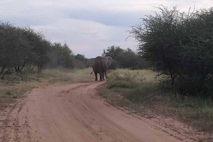 Safari Game Drive: Dinokeng Game Reserve