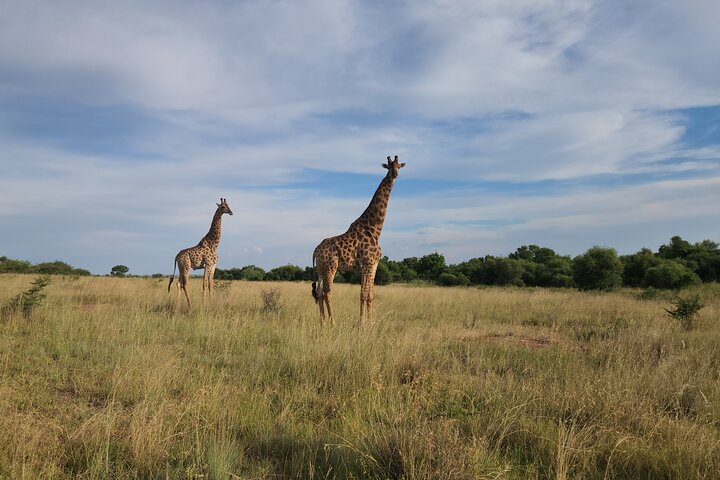 Safari Game Drive: Dinokeng Game Reserve