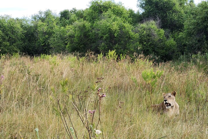 Safari Game Drive: Dinokeng Game Reserve