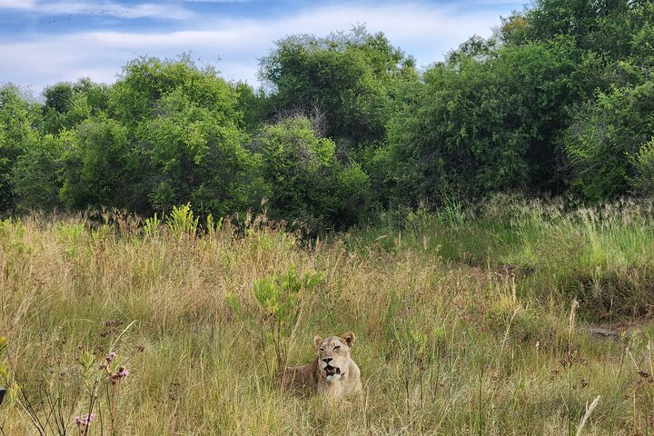 Safari Game Drive: Dinokeng Game Reserve
