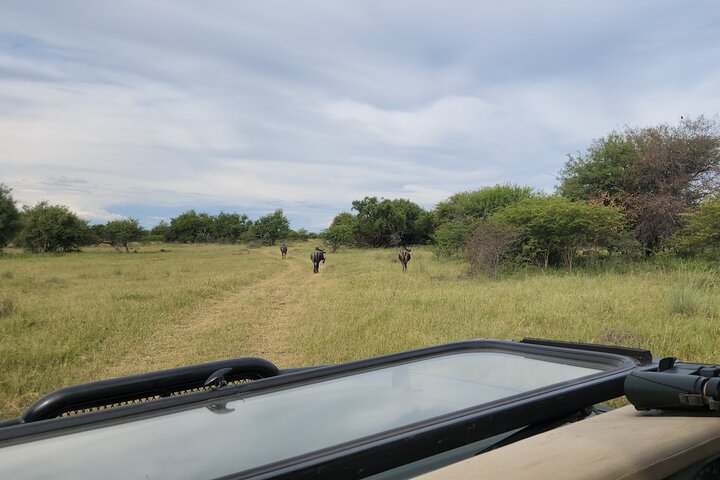 Safari Game Drive: Dinokeng Game Reserve