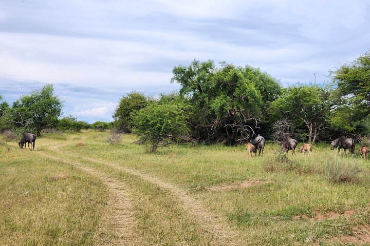 Safari Game Drive: Dinokeng Game Reserve