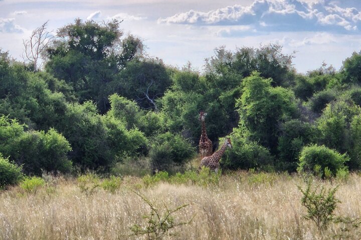 Safari Game Drive: Dinokeng Game Reserve