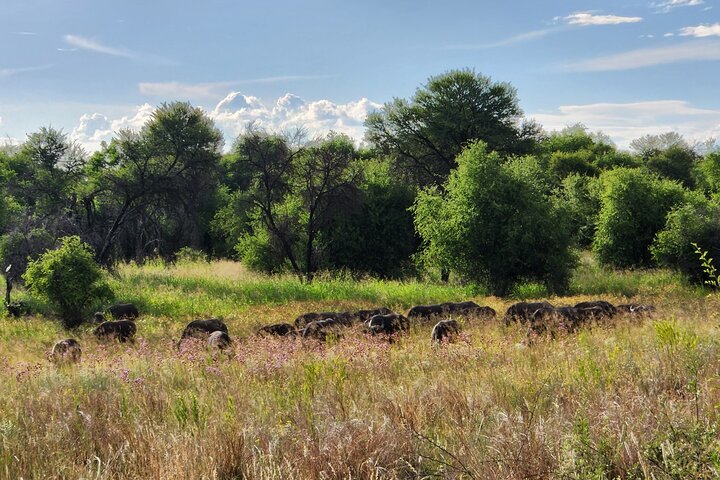 Safari Game Drive: Dinokeng Game Reserve
