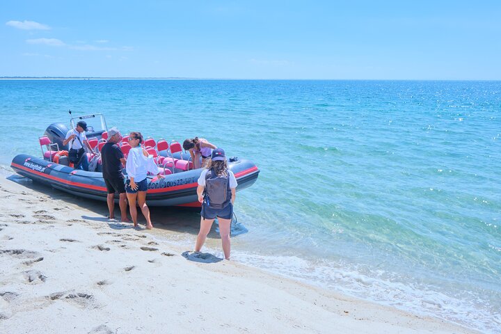 Dolphin watching in Setúbal