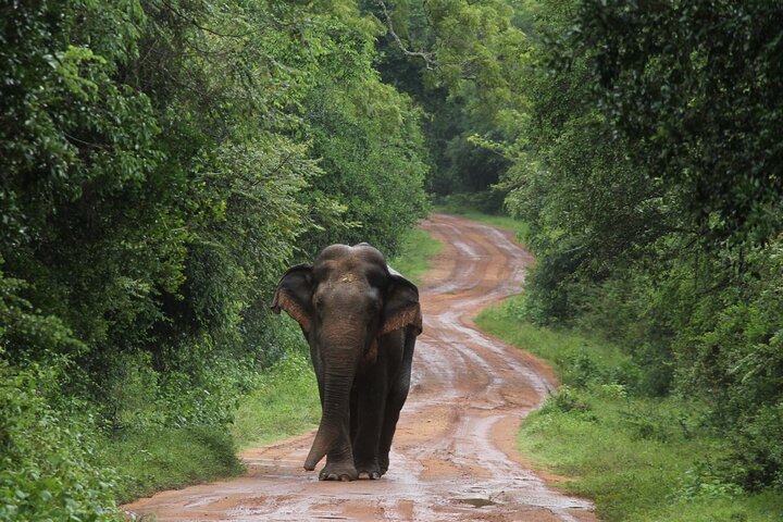 Wilpattu National Park Guided Tour in a Safari Jeep Ride