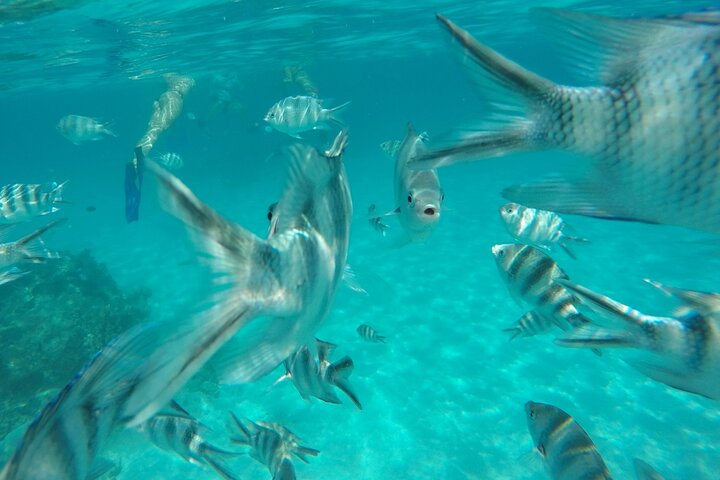 Zanzibar: Mnemba Snorkeling
