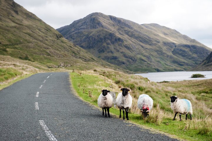 Small Group Kylemore Abbey, Sheepdog Demo & Connemara Tour