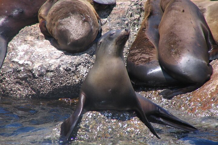 Monterey Whale Watching Tour