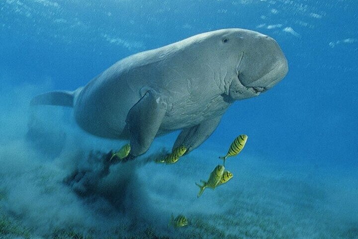 Marsa Mubarak Boat Trip with Turtles and Dugongs From Marsa Alam