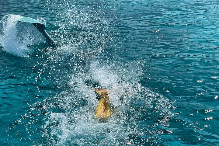 The Mermaid Cruise by Medusa Cruises – 2:30-Hour Family Adventure