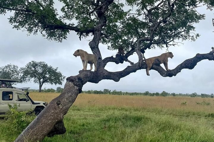 Mikumi National Park Day Trip