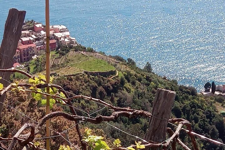 UNESCO Vineyards Tour & Wine Tasting in Manarola with a Sommelier