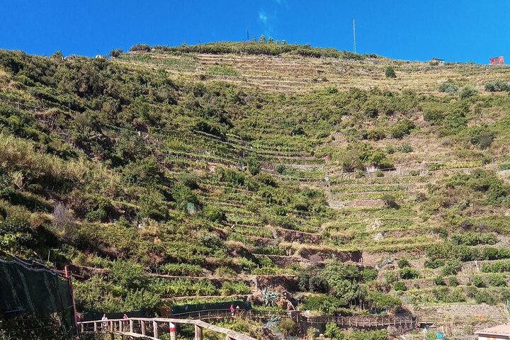 UNESCO Vineyards Tour & Wine Tasting in Manarola with a Sommelier