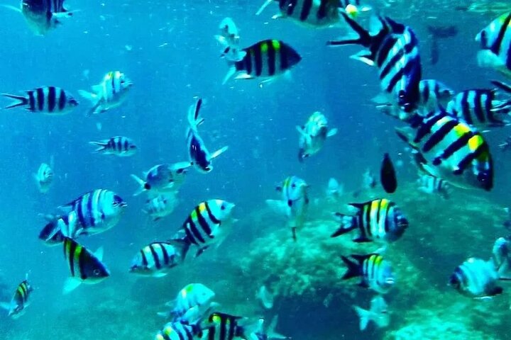 Mnemba Island snorkeling and Swimming with Dolphin