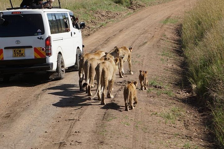 Private Game Drive in Maasai Mara