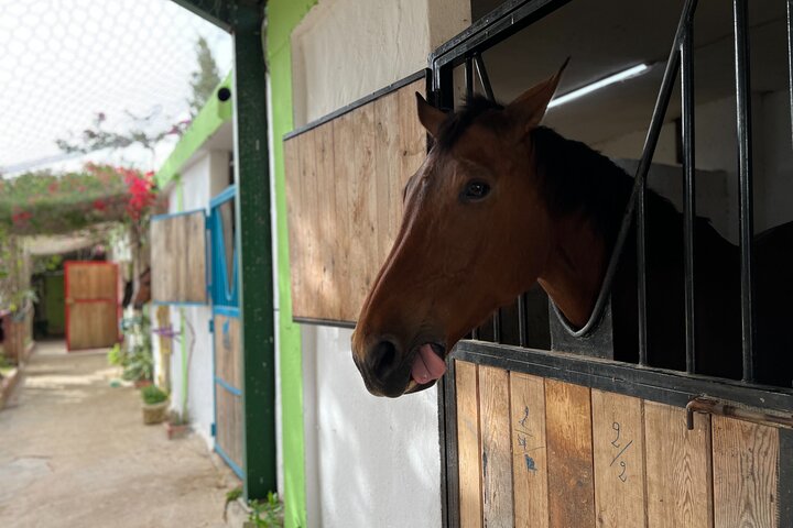 Horseback riding with private transfer