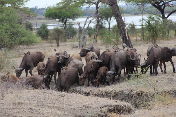 From Zanzibar : Private Full-Day Safari Selous with Flights