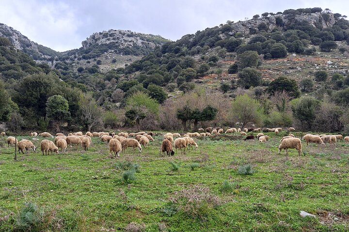 Private Tour-Knossos Palace Zeus Cave Olive Oil Mill & Wine