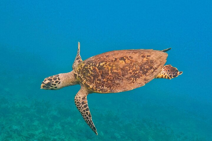 Tioman Coral Island Snorkeling and Island Hopping Tour