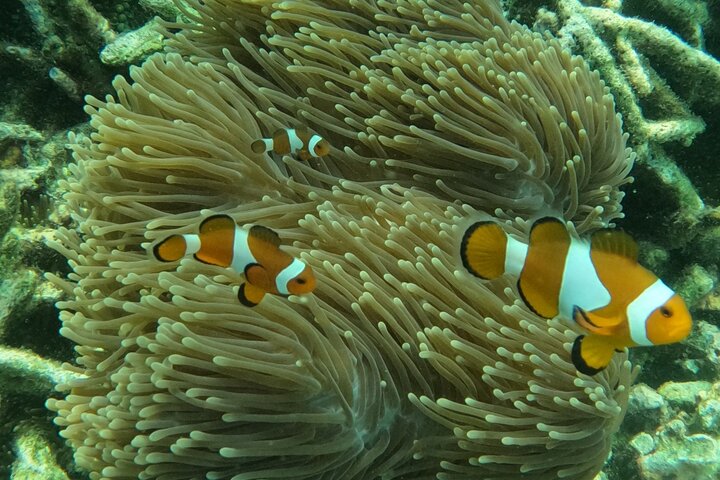 Tioman Coral Island Snorkeling and Island Hopping Tour