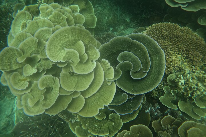 Tioman Coral Island Snorkeling and Island Hopping Tour