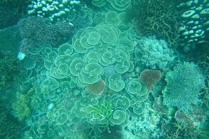Tioman Coral Island Snorkeling and Island Hopping Tour
