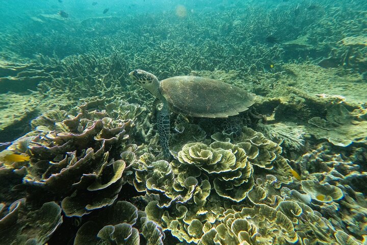 Tioman Coral Island Snorkeling and Island Hopping Tour