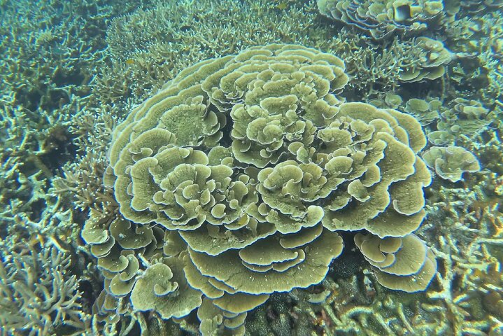 Tioman Coral Island Snorkeling and Island Hopping Tour