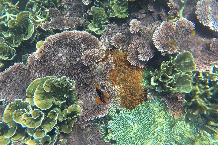 Tioman Coral Island Snorkeling and Island Hopping Tour