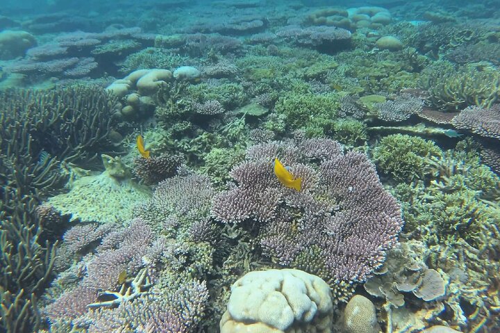Tioman Coral Island Snorkeling and Island Hopping Tour