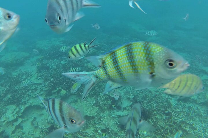 Tioman Coral Island Snorkeling and Island Hopping Tour