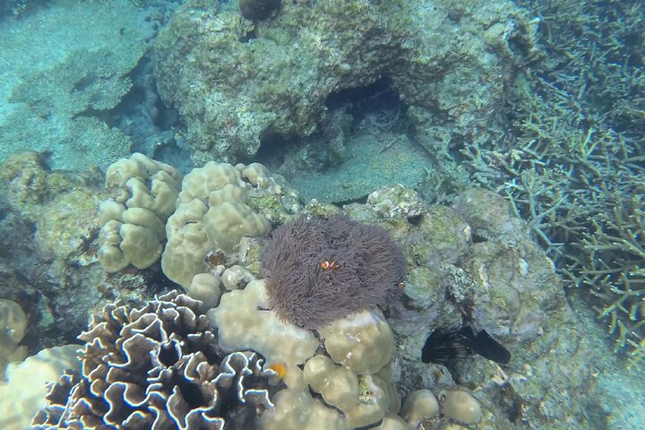 Tioman Coral Island Snorkeling and Island Hopping Tour