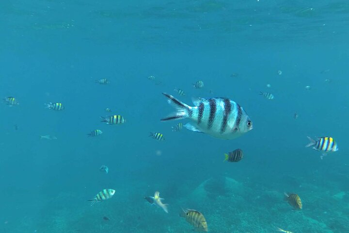 Tioman Coral Island Snorkeling and Island Hopping Tour