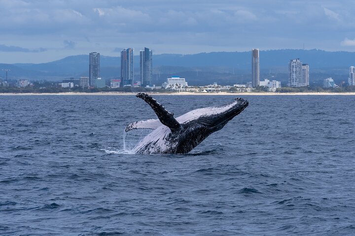 Gold Coast Whale Watching Cruise