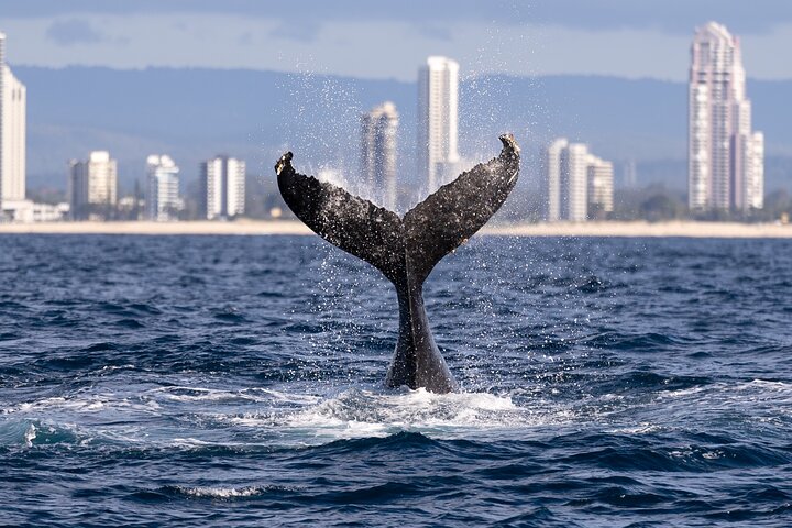 Gold Coast Whale Watching Cruise