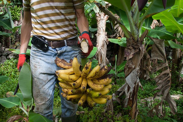Banana Trip - Full day private tour to Pico with Round Trip from Faial