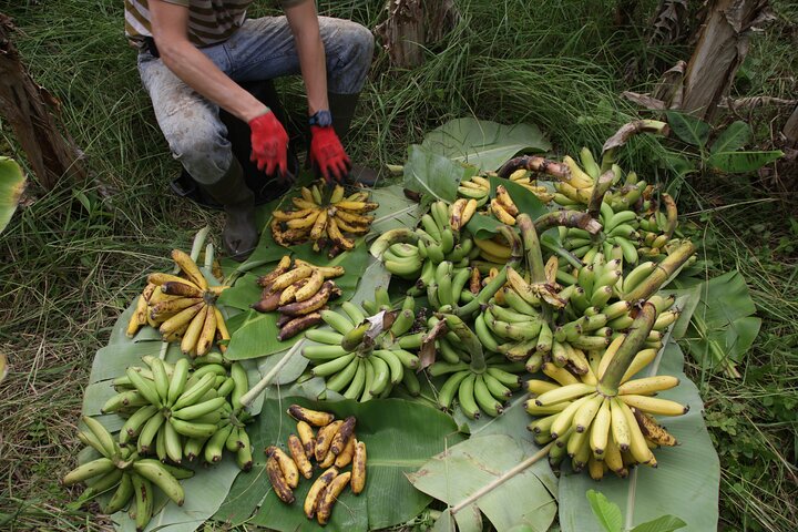 Banana Trip - Full day private tour to Pico with Round Trip from Faial