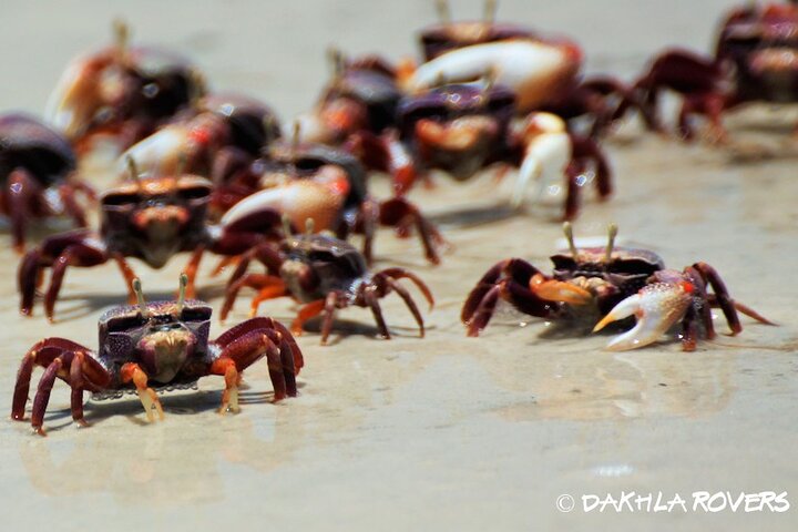 Private Dune and Secret Spot Tour in Dakhla