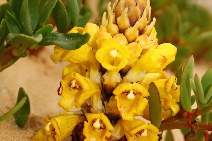 Private Dune and Secret Spot Tour in Dakhla
