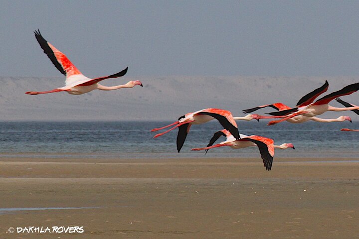 Private Dune and Secret Spot Tour in Dakhla
