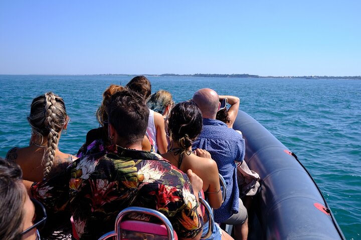 Dolphin watching in Setúbal