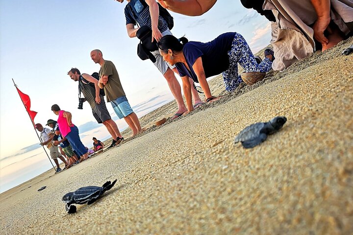 Olive Ridley Turtle Release Experience