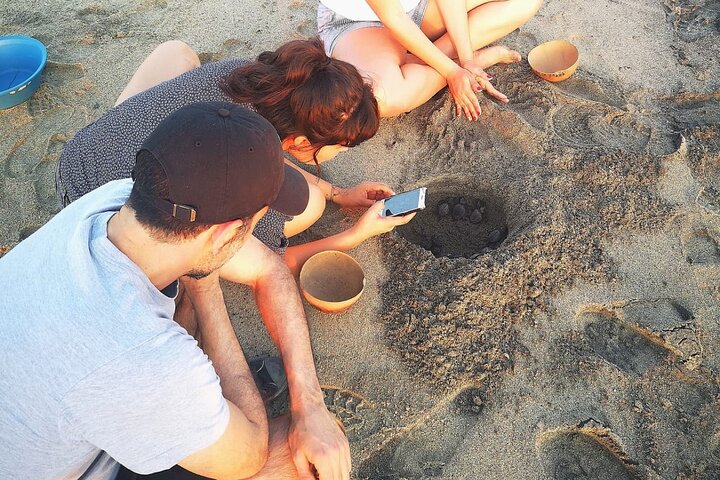 Olive Ridley Turtle Release Experience