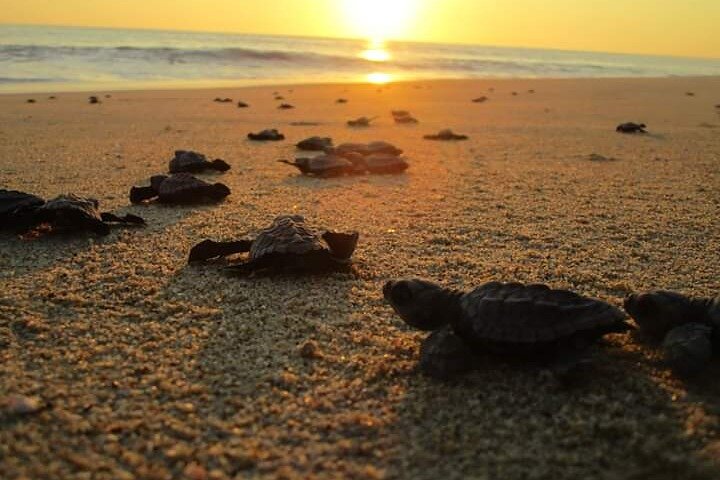 Olive Ridley Turtle Release Experience