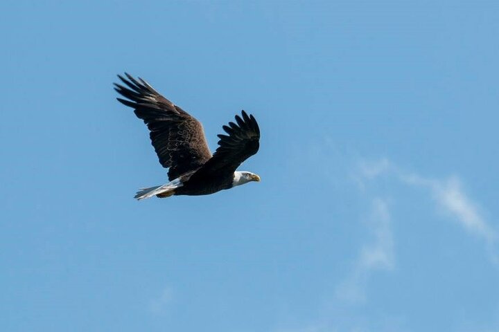 See Crystal River - Mantee & Wildlife Viewing Cruise